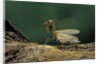 Mantis religiosa (praying mantis) - in defensive posture, threat display by Anonymous