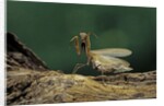 Mantis religiosa (praying mantis) - in defensive posture, threat display by Anonymous