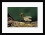 Mantis religiosa (praying mantis) - in defensive posture, threat display by Anonymous
