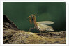 Mantis religiosa (praying mantis) - in defensive posture, threat display by Anonymous