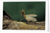 Mantis religiosa (praying mantis) - in defensive posture, threat display by Anonymous