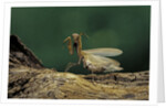 Mantis religiosa (praying mantis) - in defensive posture, threat display by Anonymous