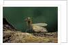 Mantis religiosa (praying mantis) - in defensive posture, threat display by Anonymous