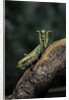 Mantis religiosa (praying mantis) - in defensive posture, threat display by Anonymous
