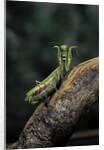Mantis religiosa (praying mantis) - in defensive posture, threat display by Anonymous