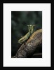 Mantis religiosa (praying mantis) - in defensive posture, threat display by Anonymous