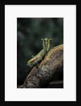Mantis religiosa (praying mantis) - in defensive posture, threat display by Anonymous