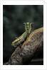Mantis religiosa (praying mantis) - in defensive posture, threat display by Anonymous