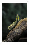 Mantis religiosa (praying mantis) - in defensive posture, threat display by Anonymous