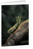 Mantis religiosa (praying mantis) - in defensive posture, threat display by Anonymous