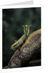 Mantis religiosa (praying mantis) - in defensive posture, threat display by Anonymous