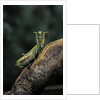 Mantis religiosa (praying mantis) - in defensive posture, threat display by Anonymous