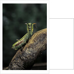 Mantis religiosa (praying mantis) - in defensive posture, threat display by Anonymous