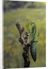 Mantis religiosa (praying mantis) - female ready to lay by Anonymous