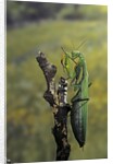 Mantis religiosa (praying mantis) - female ready to lay by Anonymous