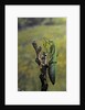 Mantis religiosa (praying mantis) - female ready to lay by Anonymous