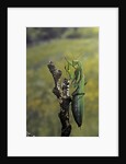 Mantis religiosa (praying mantis) - female ready to lay by Anonymous