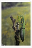 Mantis religiosa (praying mantis) - female ready to lay by Anonymous
