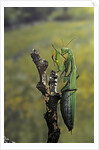 Mantis religiosa (praying mantis) - female ready to lay by Anonymous
