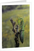 Mantis religiosa (praying mantis) - female ready to lay by Anonymous