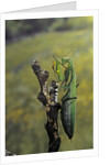 Mantis religiosa (praying mantis) - female ready to lay by Anonymous