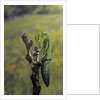 Mantis religiosa (praying mantis) - female ready to lay by Anonymous