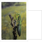 Mantis religiosa (praying mantis) - female ready to lay by Anonymous