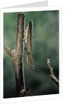Mantis religiosa (praying mantis) - female ready to lay by Anonymous