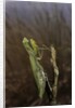 Mantis religiosa (praying mantis) by Anonymous