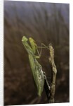 Mantis religiosa (praying mantis) by Anonymous