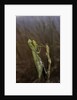 Mantis religiosa (praying mantis) by Anonymous