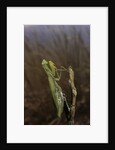 Mantis religiosa (praying mantis) by Anonymous