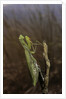 Mantis religiosa (praying mantis) by Anonymous