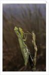 Mantis religiosa (praying mantis) by Anonymous