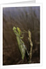 Mantis religiosa (praying mantis) by Anonymous