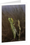 Mantis religiosa (praying mantis) by Anonymous