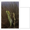 Mantis religiosa (praying mantis) by Anonymous