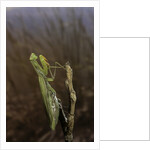 Mantis religiosa (praying mantis) by Anonymous