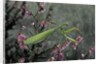 Mantis religiosa (praying mantis) by Anonymous
