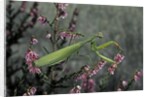 Mantis religiosa (praying mantis) by Anonymous
