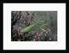 Mantis religiosa (praying mantis) by Anonymous