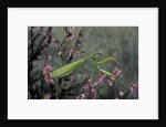 Mantis religiosa (praying mantis) by Anonymous