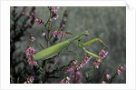 Mantis religiosa (praying mantis) by Anonymous