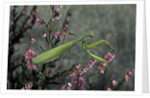 Mantis religiosa (praying mantis) by Anonymous