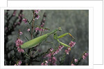 Mantis religiosa (praying mantis) by Anonymous