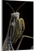 Mantis religiosa (praying mantis) by Anonymous