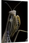 Mantis religiosa (praying mantis) by Anonymous