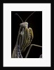 Mantis religiosa (praying mantis) by Anonymous