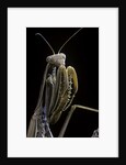 Mantis religiosa (praying mantis) by Anonymous