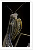 Mantis religiosa (praying mantis) by Anonymous